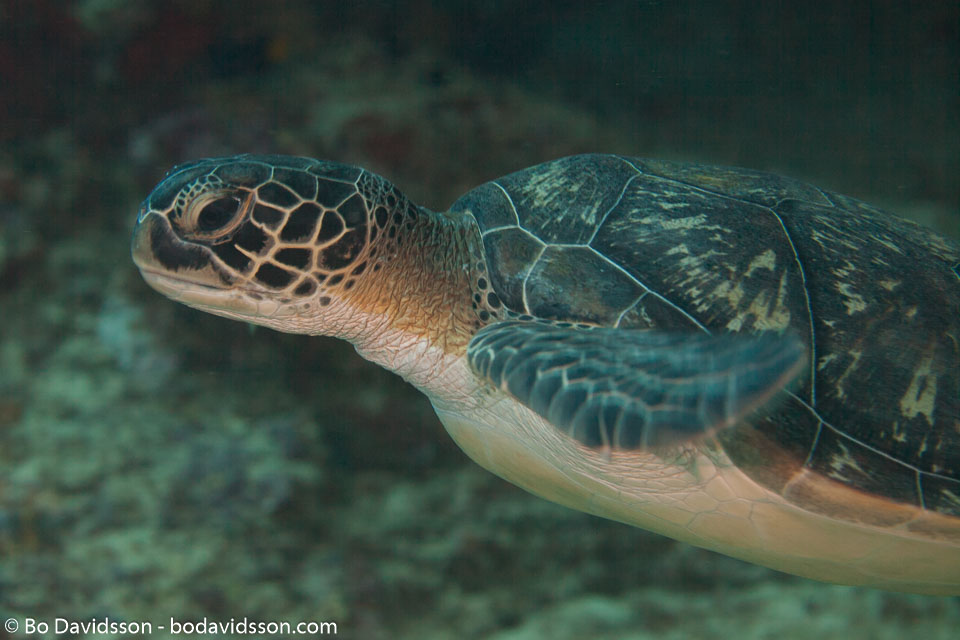 BD-150420-Maldives-7378-Eretmochelys-imbricata-(Linnaeus.-1766)-[Hawksbill-turtle.-Karettsköldpadda].jpg